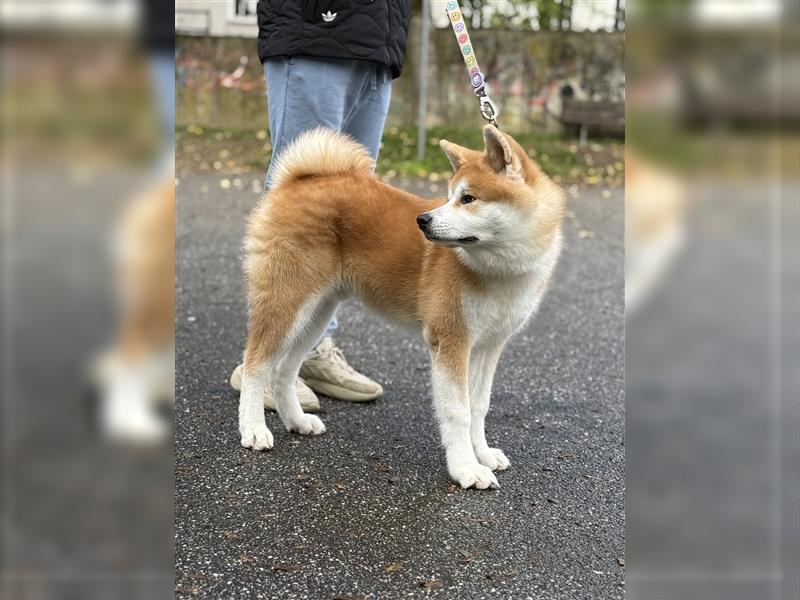 Reinrassiger japanischer Akita Inu. Stammbaum FCI.