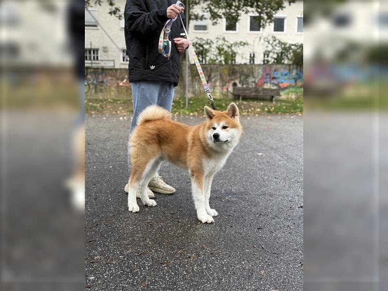 Reinrassiger japanischer Akita Inu. Stammbaum FCI.