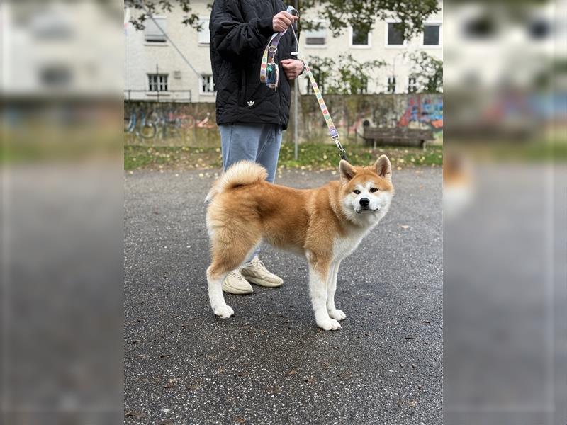 Reinrassiger japanischer Akita Inu. Stammbaum FCI.