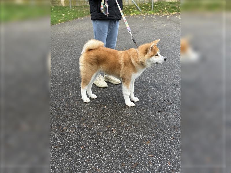 Reinrassiger japanischer Akita Inu. Stammbaum FCI.