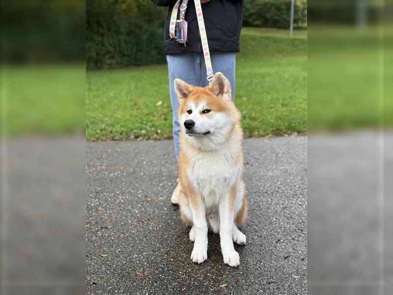 Reinrassiger japanischer Akita Inu. Stammbaum FCI.