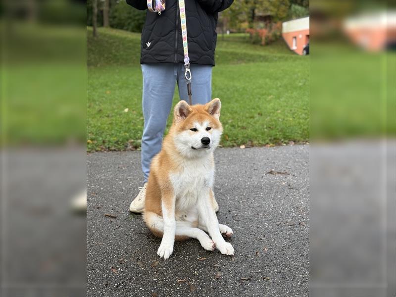 Reinrassiger japanischer Akita Inu. Stammbaum FCI.