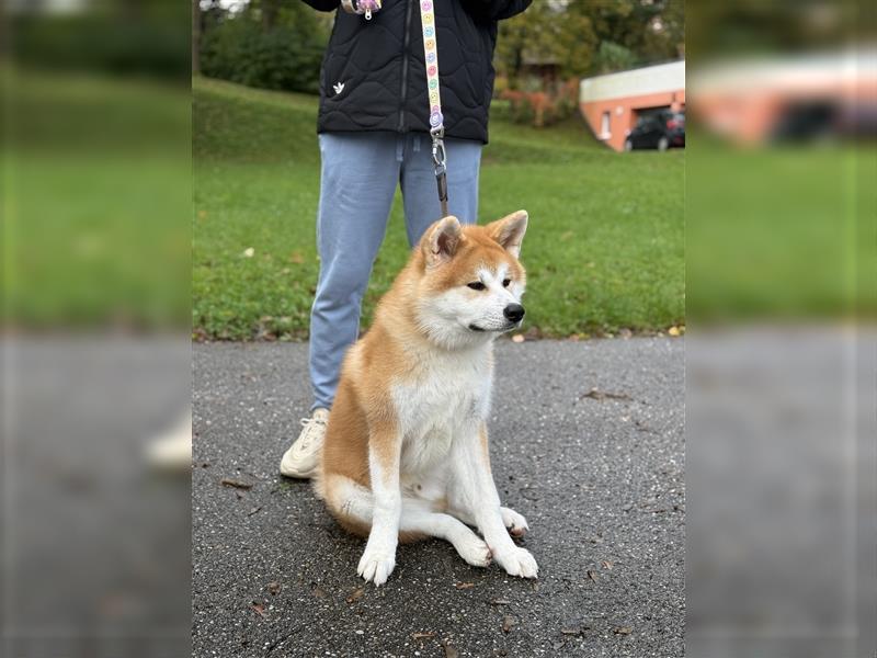 Reinrassiger japanischer Akita Inu. Stammbaum FCI.