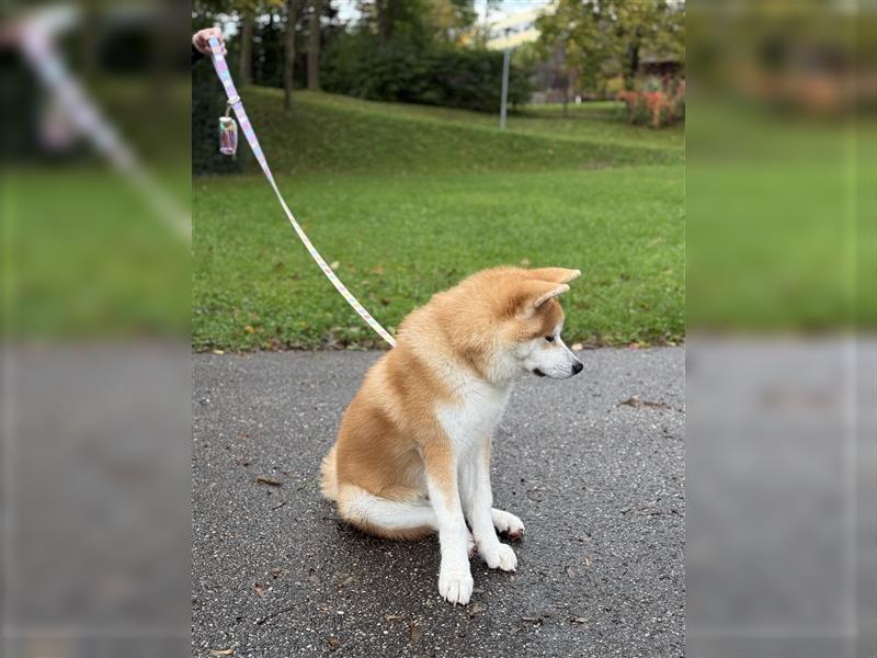 Reinrassiger japanischer Akita Inu. Stammbaum FCI.