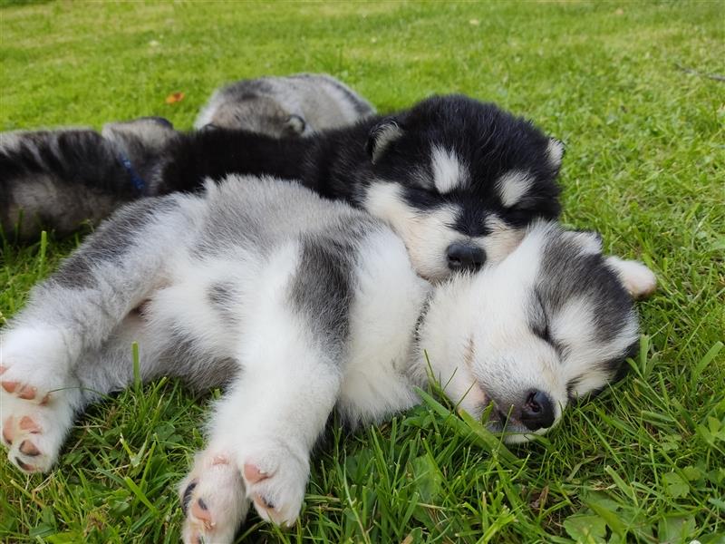 Alaskan Malamute Welpen (Papiere / Ahnentafel)