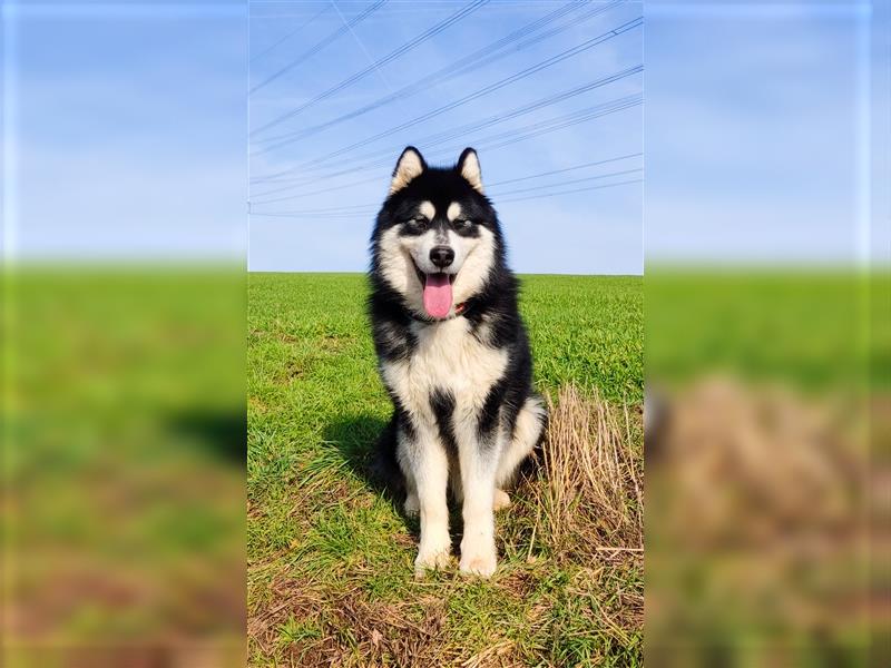 Alaskan Malamute Welpen (Papiere / Ahnentafel)