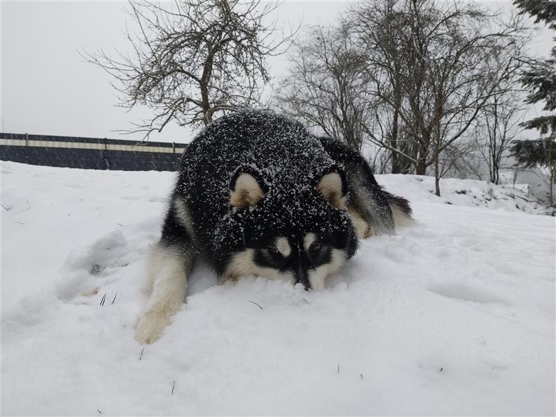 Alaskan Malamute Welpen (Papiere / Ahnentafel)