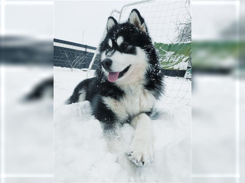 Alaskan Malamute Welpen (Papiere / Ahnentafel)