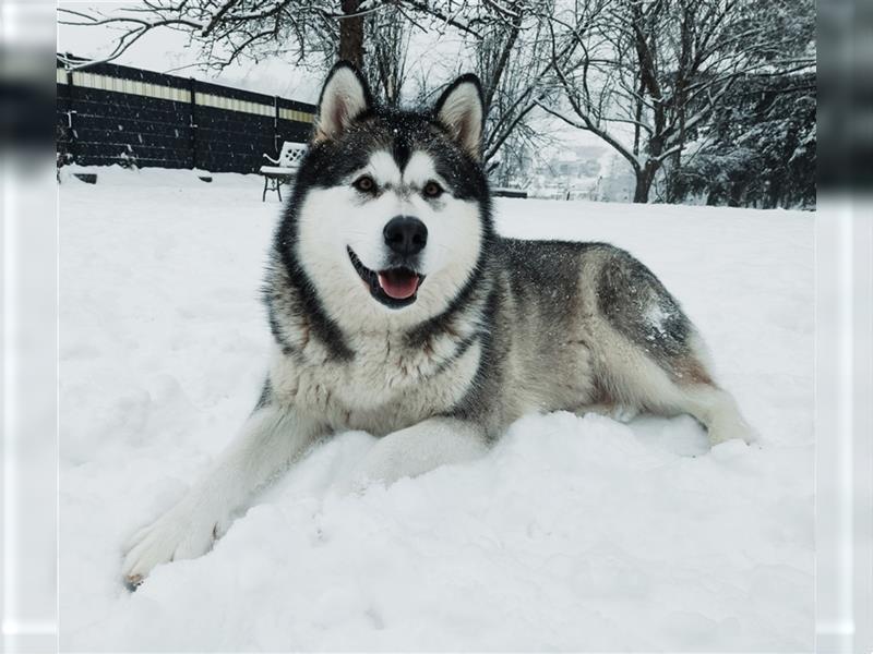 Alaskan Malamute Welpen (Papiere / Ahnentafel)