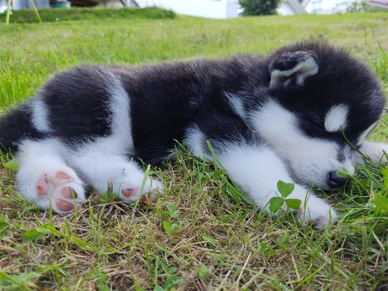 Alaskan Malamute Welpen (Papiere / Ahnentafel)