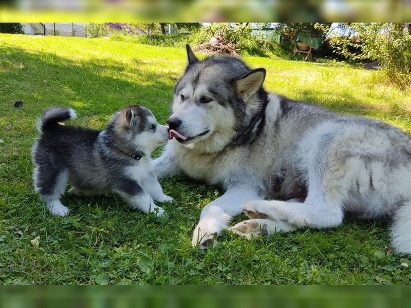 Alaskan Malamute Welpen (Papiere / Ahnentafel)