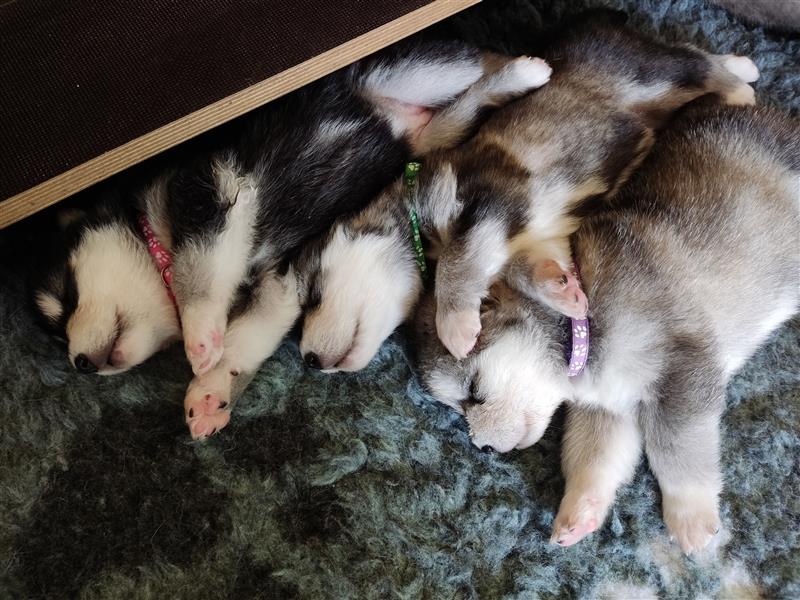 Alaskan Malamute Welpen (Papiere / Ahnentafel)