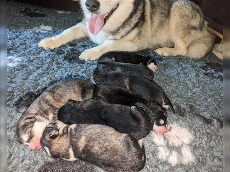 Alaskan Malamute Welpen (Papiere / Ahnentafel)