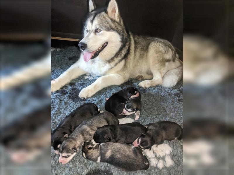 Alaskan Malamute Welpen (Papiere / Ahnentafel)