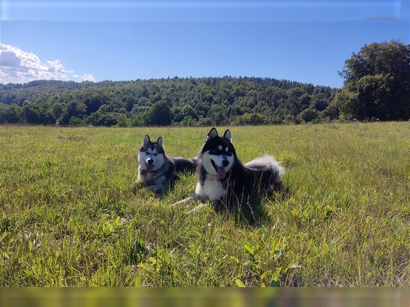 Alaskan Malamute Welpen (Papiere / Ahnentafel)