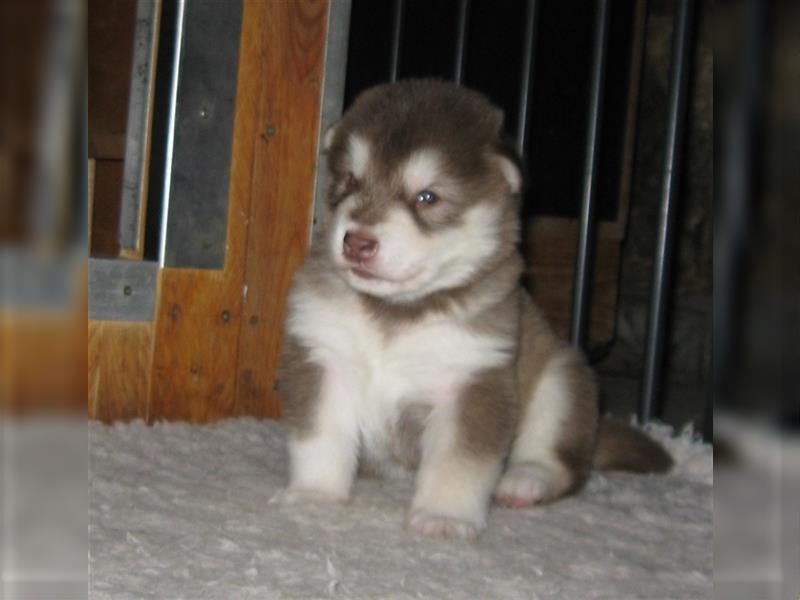 Alaskan Malamute Welpen