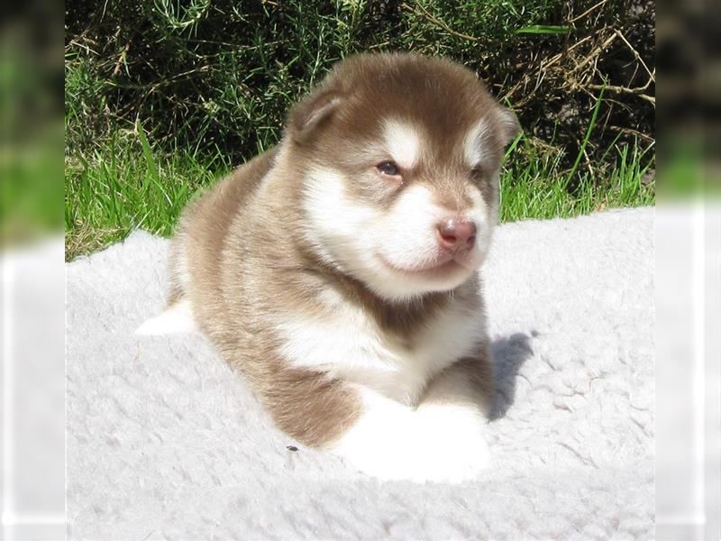 Alaskan Malamute Welpen