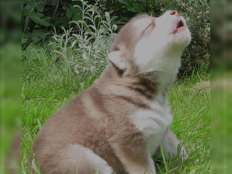 Alaskan Malamute Welpen