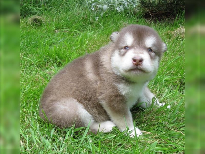 Alaskan Malamute Welpen