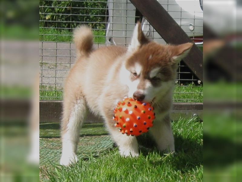 Alaskan Malamute Welpen