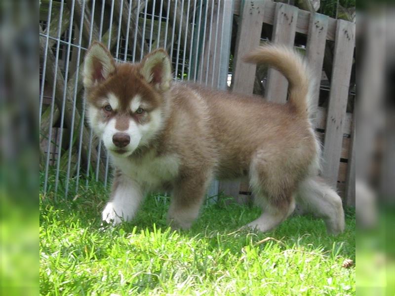 Alaskan Malamute Welpen