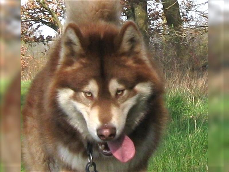 Alaskan Malamute Welpen