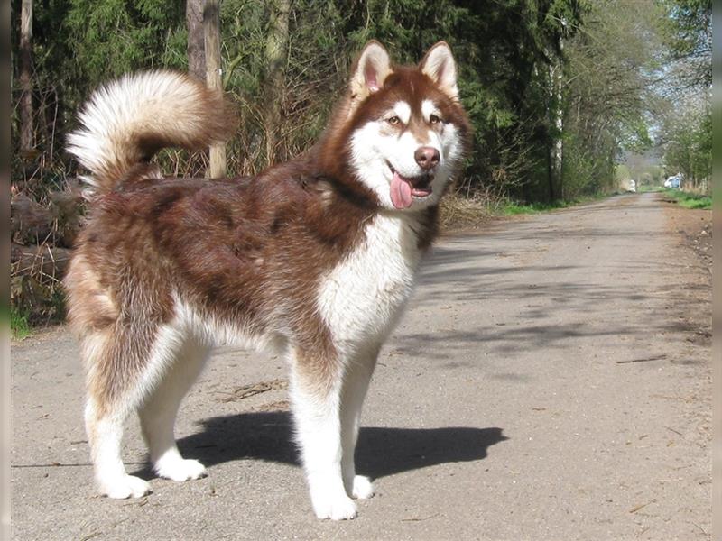 Alaskan Malamute Welpen