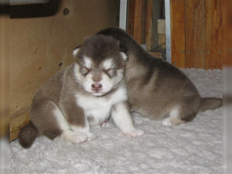 Alaskan Malamute Welpen