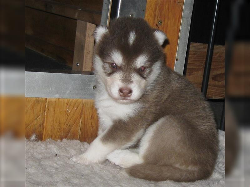 Alaskan Malamute Welpen