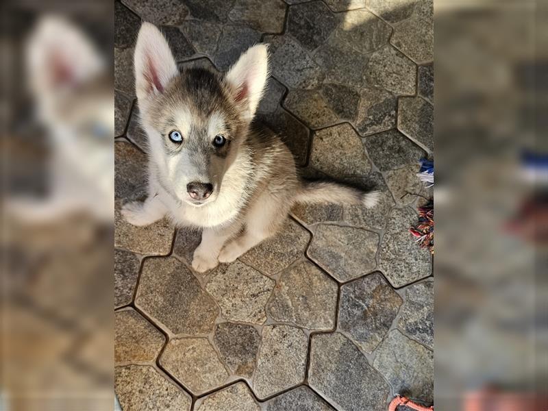 Alaskan Malamute Husky Mix