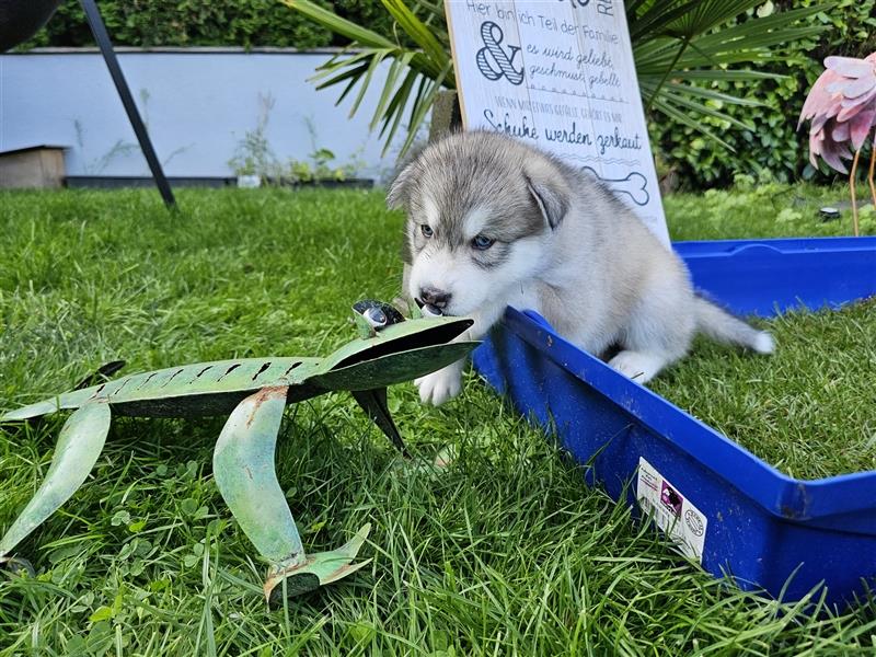 Alaskan Malamute Husky Mix