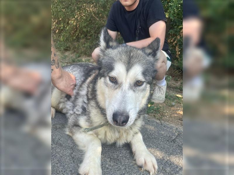 Maya, sanfte Malamute Hündin sucht liebevolle Menschen