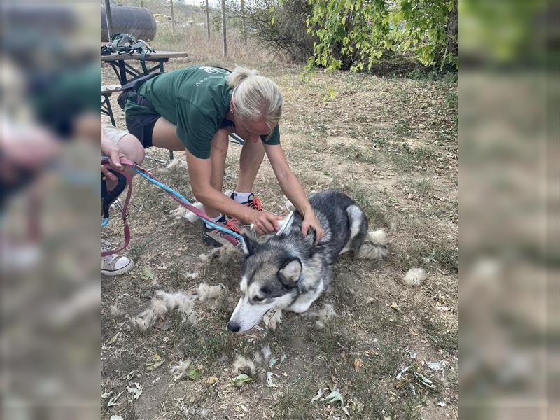 Maya, sanfte Malamute Hündin sucht liebevolle Menschen