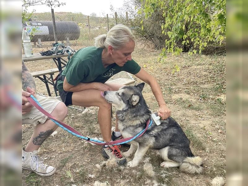 Maya, sanfte Malamute Hündin sucht liebevolle Menschen