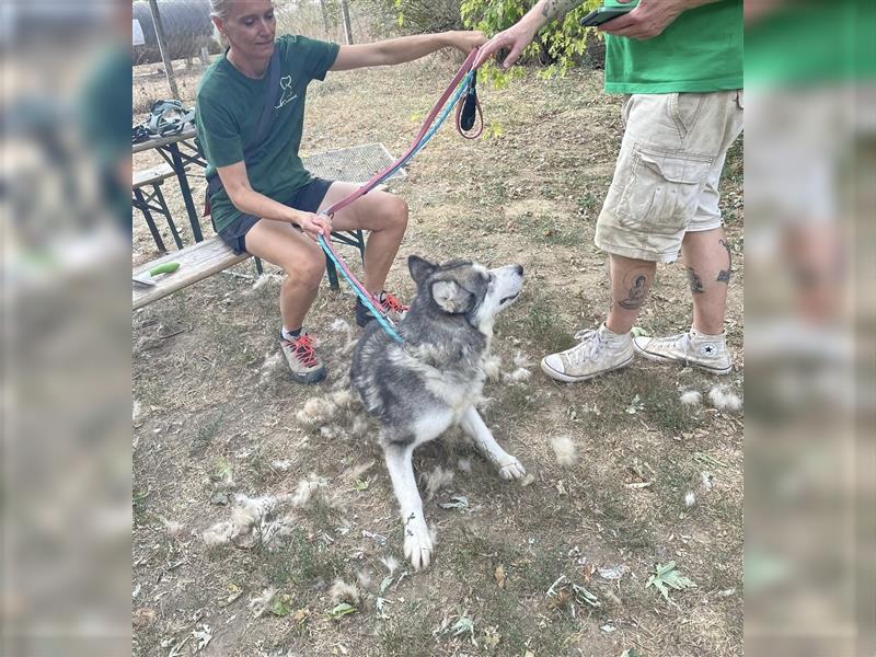 Maya, sanfte Malamute Hündin sucht liebevolle Menschen