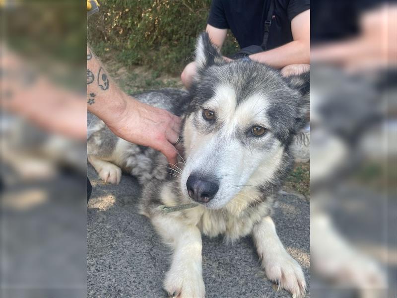 Maya, sanfte Malamute Hündin sucht liebevolle Menschen