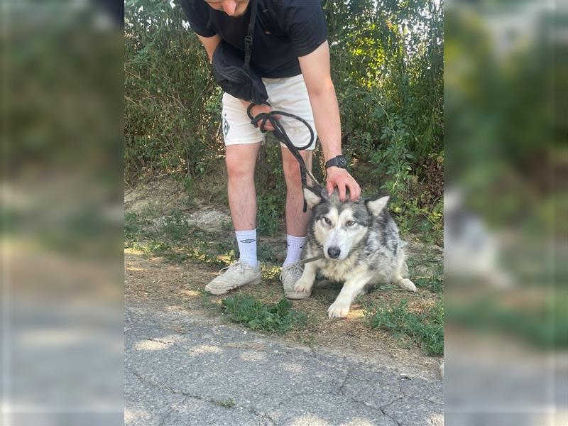 Maya, sanfte Malamute Hündin sucht liebevolle Menschen