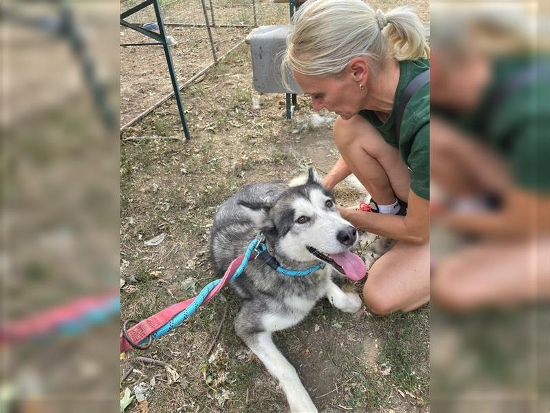 Maya, sanfte Malamute Hündin sucht liebevolle Menschen