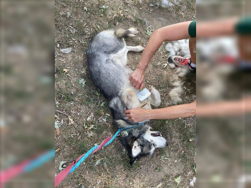 Maya, sanfte Malamute Hündin sucht liebevolle Menschen