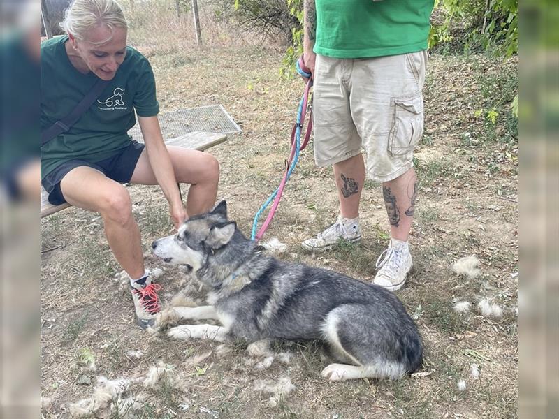 Maya, sanfte Malamute Hündin sucht liebevolle Menschen