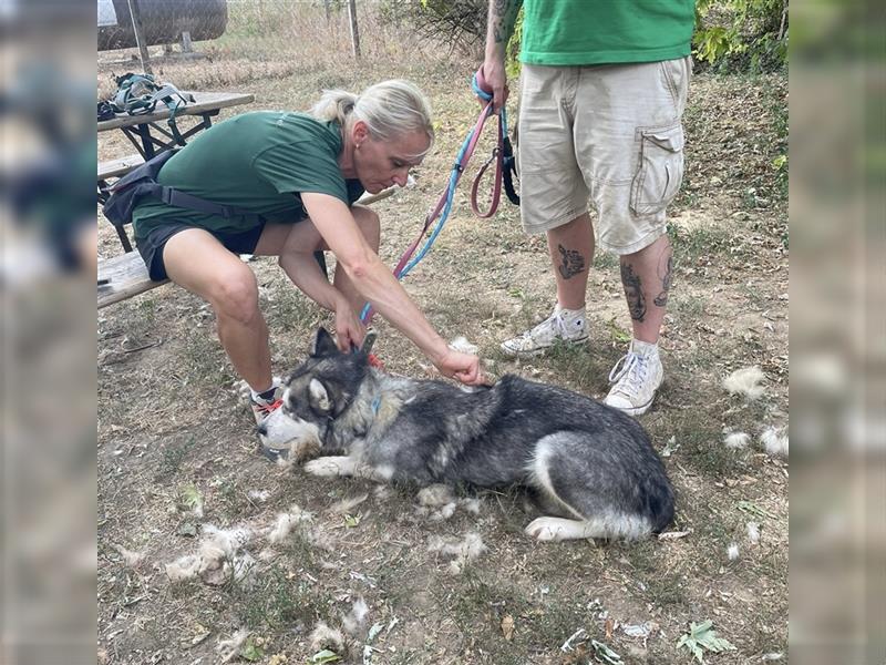 Maya, sanfte Malamute Hündin sucht liebevolle Menschen