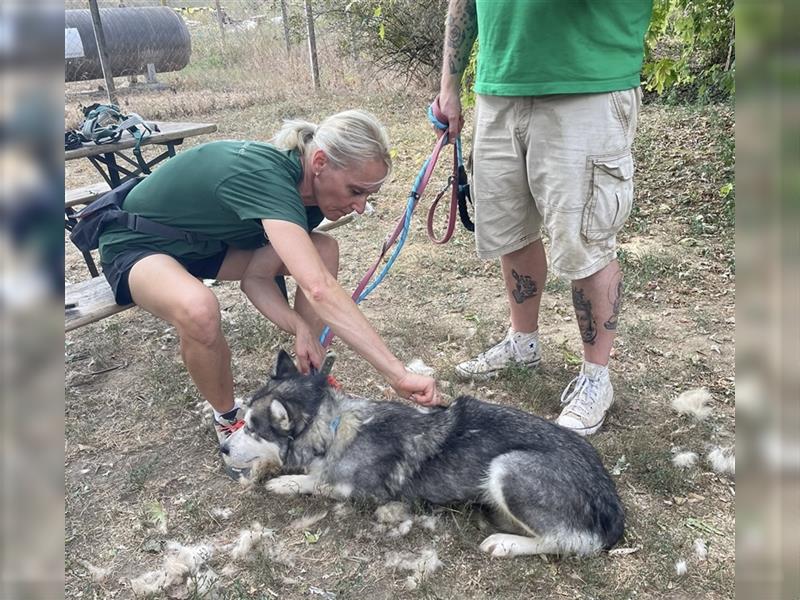 Maya, sanfte Malamute Hündin sucht liebevolle Menschen