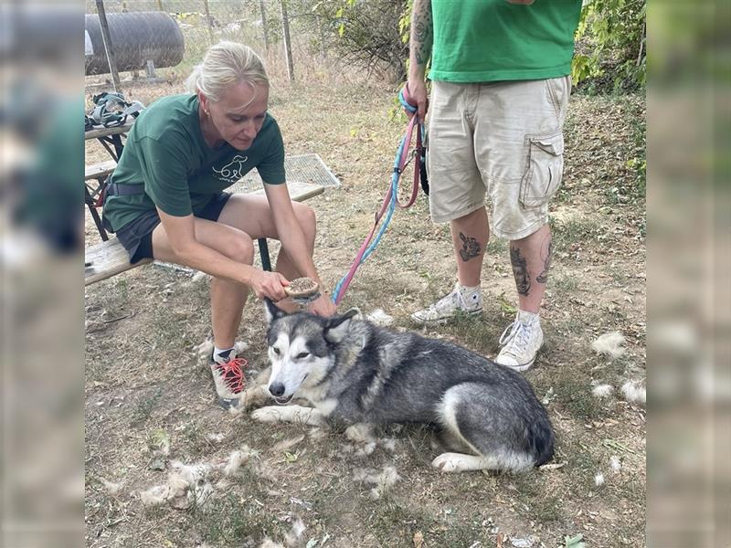 Maya, sanfte Malamute Hündin sucht liebevolle Menschen