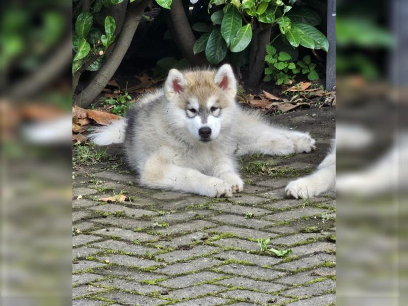 Alaskan Malamute Husky Mix