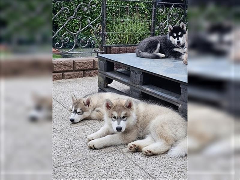 Alaskan Malamute Husky Mix