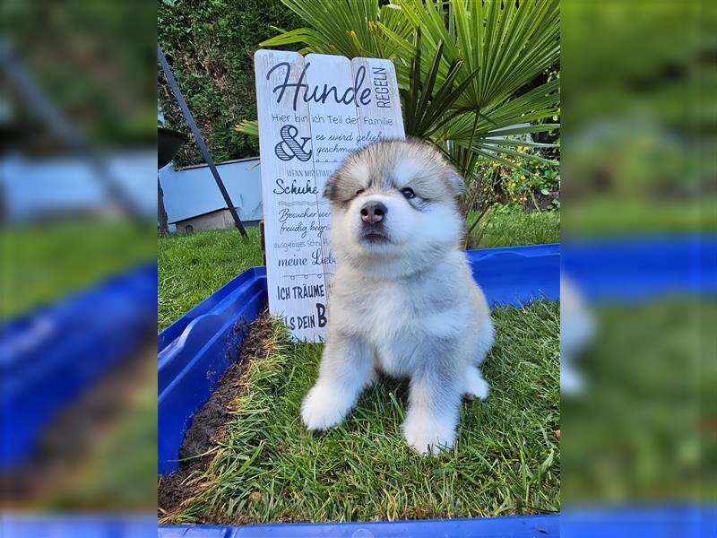 Alaskan Malamute Husky Mix