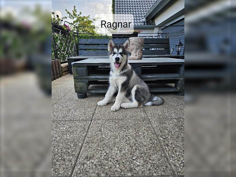 Alaskan Malamute Husky Mix