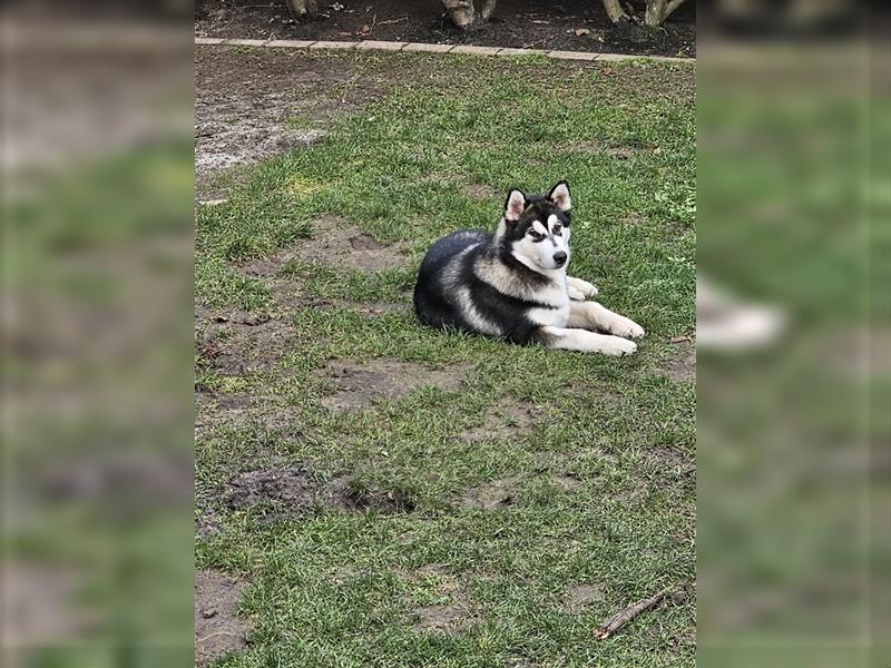 Alaskan Malamute Husky Mix