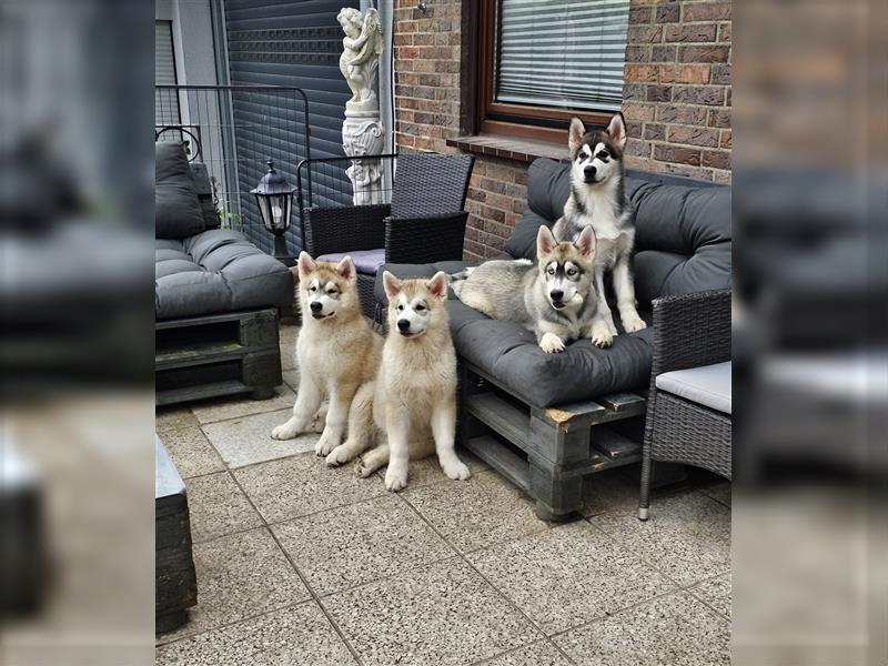 Alaskan Malamute Husky Mix