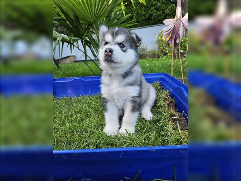 Alaskan Malamute Husky Mix